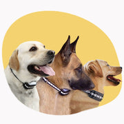 PawCarePro | Sichere Pflege für empfindliche Pfoten - Brezella