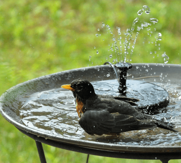 AquaSolis | Selbstversorgender Solarbrunnen für Vögel - Brezella