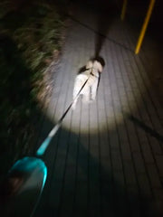 SichtPfote | LED-Beleuchtung für den Hundespaziergang bei Nacht - Brezella