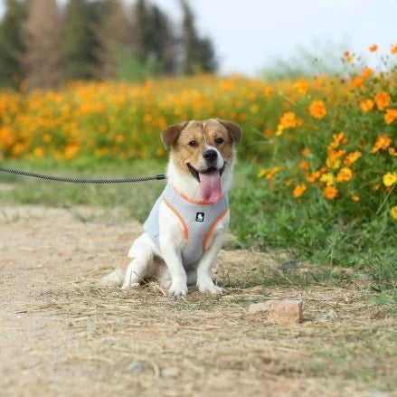 FurGuard | Temperaturempfindliche Messung für Tiere - Brezella