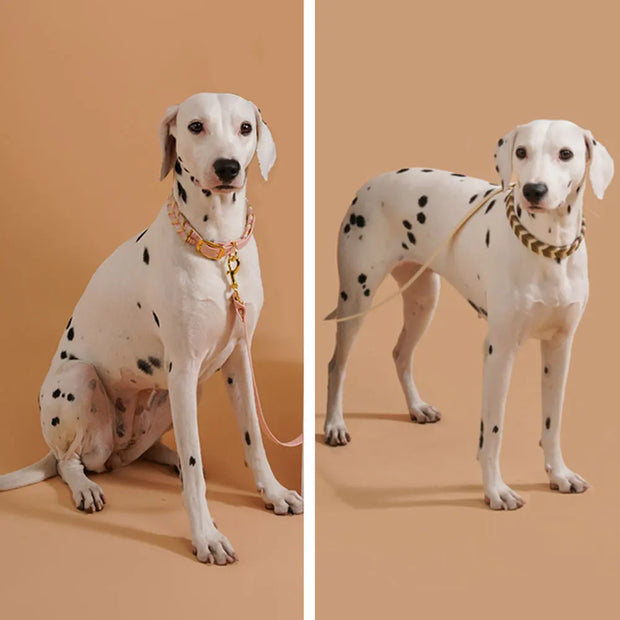 AdventurePaws | Lebendiges Halsband für aktive Hunde - Brezella