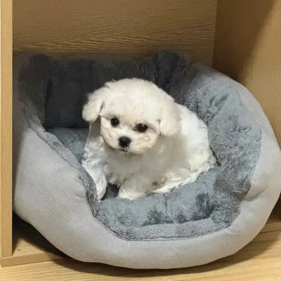 FellWärme | Gemütliches Hundebett mit Plüschkissen - Brezella