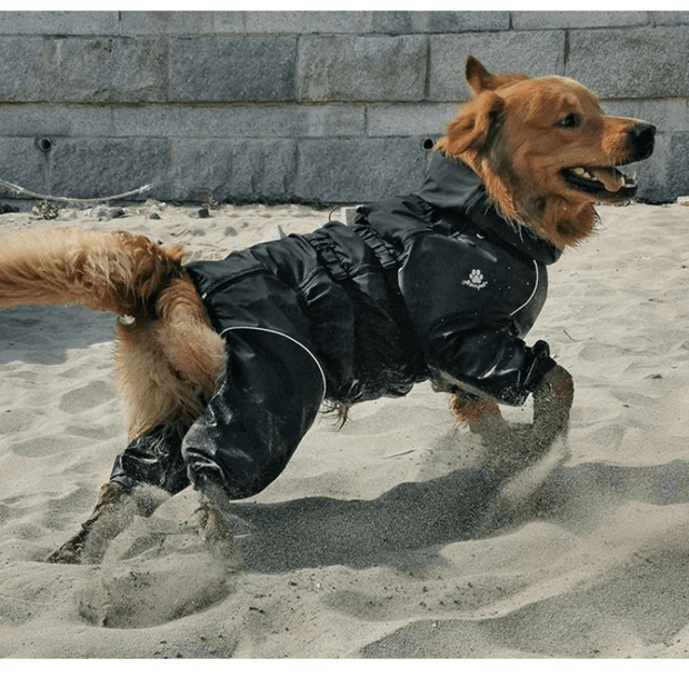SafariPaws | Der perfekte Schutz für Haustierabenteuer - Brezella