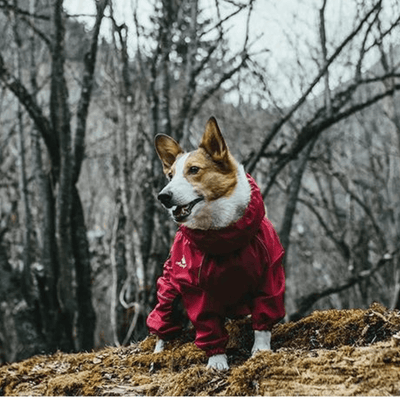 SafariPaws | Der perfekte Schutz für Haustierabenteuer - Brezella