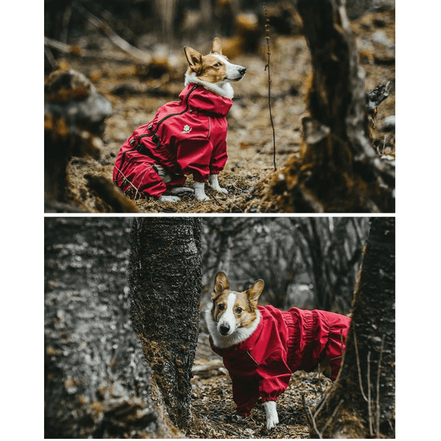 SafariPaws | Der perfekte Schutz für Haustierabenteuer - Brezella